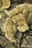 Trametes hirsuta