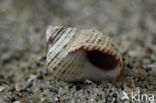 Ruwe alikruik (Littorina saxatilis)