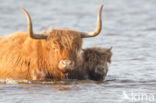 Highland Cow (Bos domesticus)