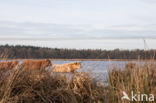 Highland Cow (Bos domesticus)