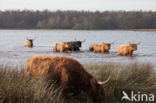 Highland Cow (Bos domesticus)