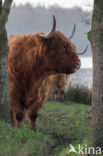 Highland Cow (Bos domesticus)