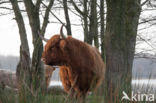 Highland Cow (Bos domesticus)