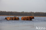 Highland Cow (Bos domesticus)