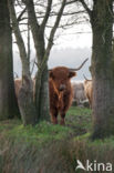 Highland Cow (Bos domesticus)