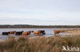 Highland Cow (Bos domesticus)