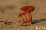 Scurfy Deceiver (Laccaria proxima)