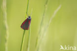 The Cinnabar (Tyria jacobaeae)