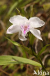 Sobralia rosea