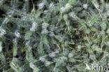 Spear Thistle (Cirsium vulgare)