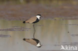 Sporenkievit (Vanellus spinosus)