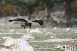 Steenarend (Aquila chrysaetos)