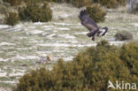 Steenarend (Aquila chrysaetos)