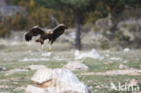 Steenarend (Aquila chrysaetos)