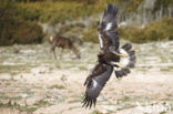 Steenarend (Aquila chrysaetos)