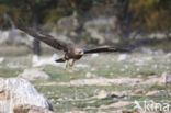 Steenarend (Aquila chrysaetos)