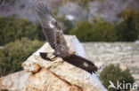 Steenarend (Aquila chrysaetos)