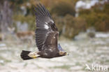 Steenarend (Aquila chrysaetos)