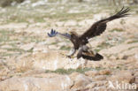 Steenarend (Aquila chrysaetos)