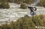 Steenarend (Aquila chrysaetos)