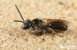 Steilrandgroefbij (Lasioglossum quadrinotatulum)