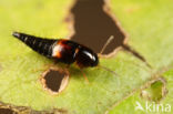 Tachyporus scitulus