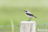 Northern Wheatear (Oenanthe oenanthe)