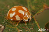 10 spot Ladybird