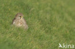 Torenvalk (Falco tinnunculus)