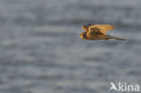 Common Kestrel (Falco tinnunculus)