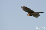 Common Kestrel (Falco tinnunculus)