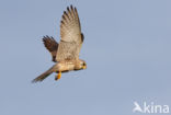 Common Kestrel (Falco tinnunculus)