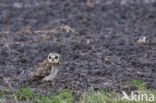Velduil (Asio flammeus)