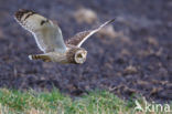 Short-eared Owl (Asio flammeus)