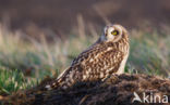 Short-eared Owl (Asio flammeus)