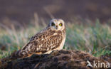 Short-eared Owl (Asio flammeus)