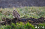 Short-eared Owl (Asio flammeus)