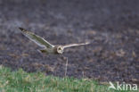 Short-eared Owl (Asio flammeus)