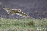 Short-eared Owl (Asio flammeus)