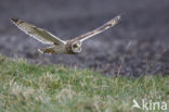 Short-eared Owl (Asio flammeus)