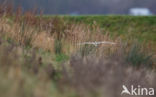 Short-eared Owl (Asio flammeus)