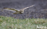 Short-eared Owl (Asio flammeus)