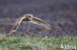 Short-eared Owl (Asio flammeus)