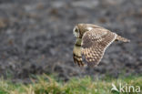 Short-eared Owl (Asio flammeus)