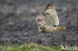 Short-eared Owl (Asio flammeus)