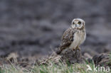 Short-eared Owl (Asio flammeus)