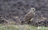 Short-eared Owl (Asio flammeus)