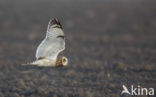 Short-eared Owl (Asio flammeus)