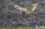 Short-eared Owl (Asio flammeus)