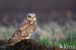 Short-eared Owl (Asio flammeus)